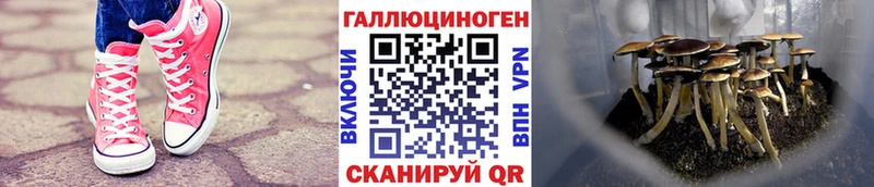 Псилоцибиновые грибы Psilocybine cubensis blacksprut как войти Крымск